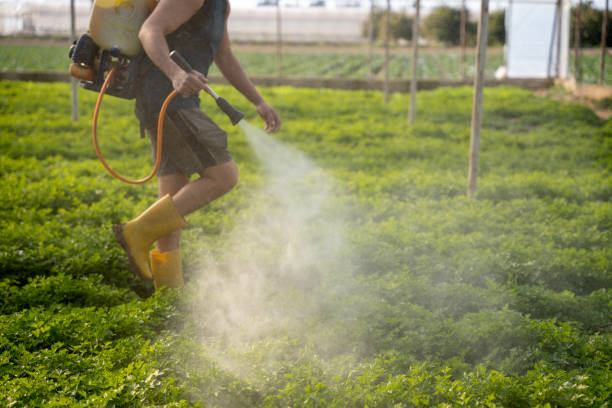 Wasp Removal Services in Jeffersontown, KY