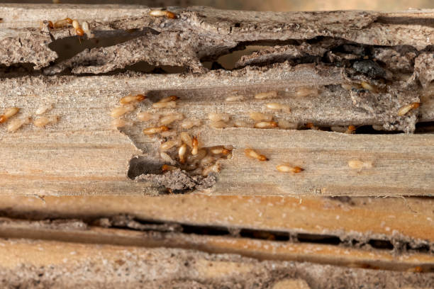  Jeffersontown, KY Pest Control Pros