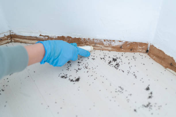Best Wasp Removal Services  in Jeffersontown, KY