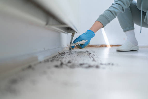 Best Rat Extermination Near Me  in Jeffersontown, KY